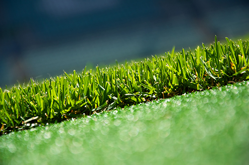 Close-up of dense, healthy turf