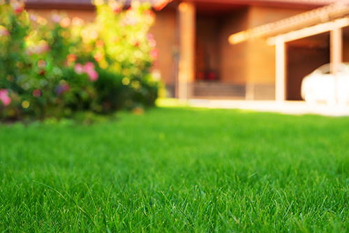 A healthy, dense green lawn of the kind we build across Northeast Pennsylvania